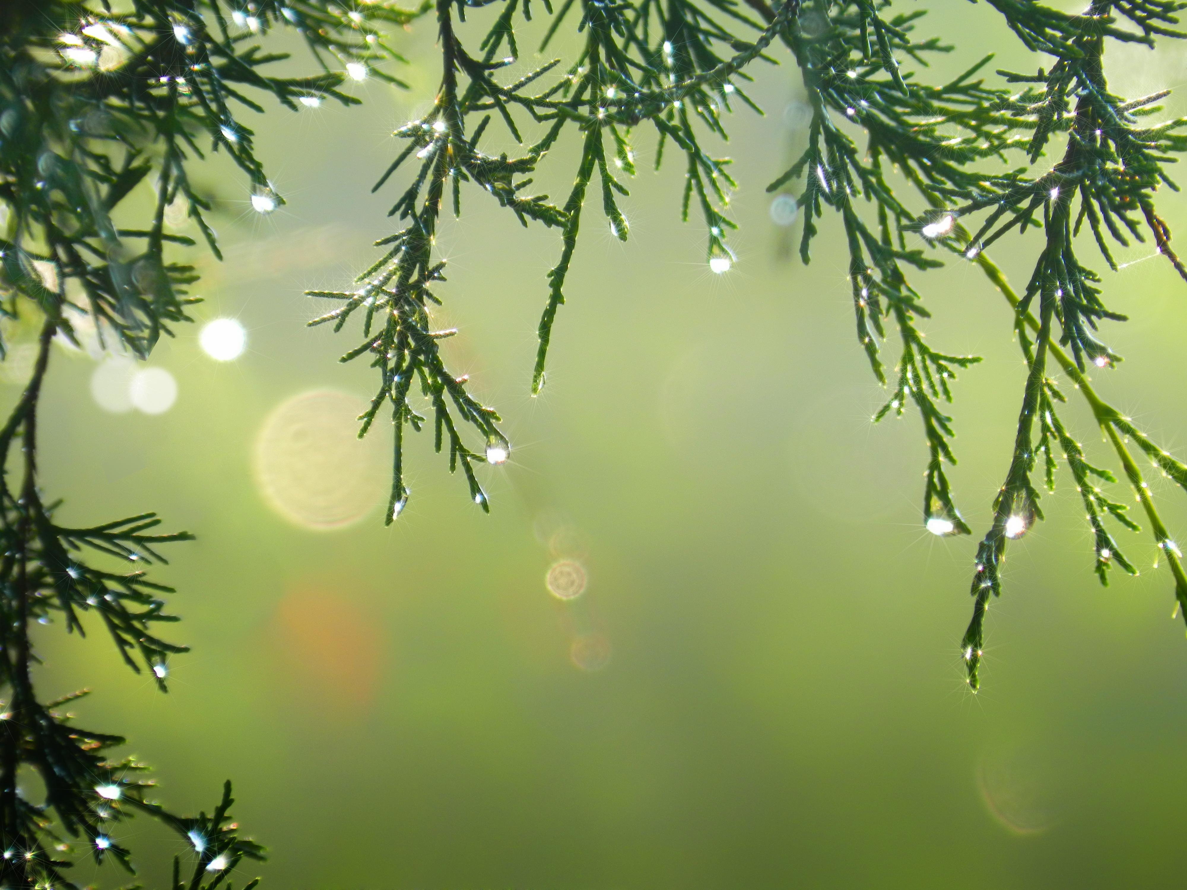 Christmas Tree Picture | Artistic view with only branches.